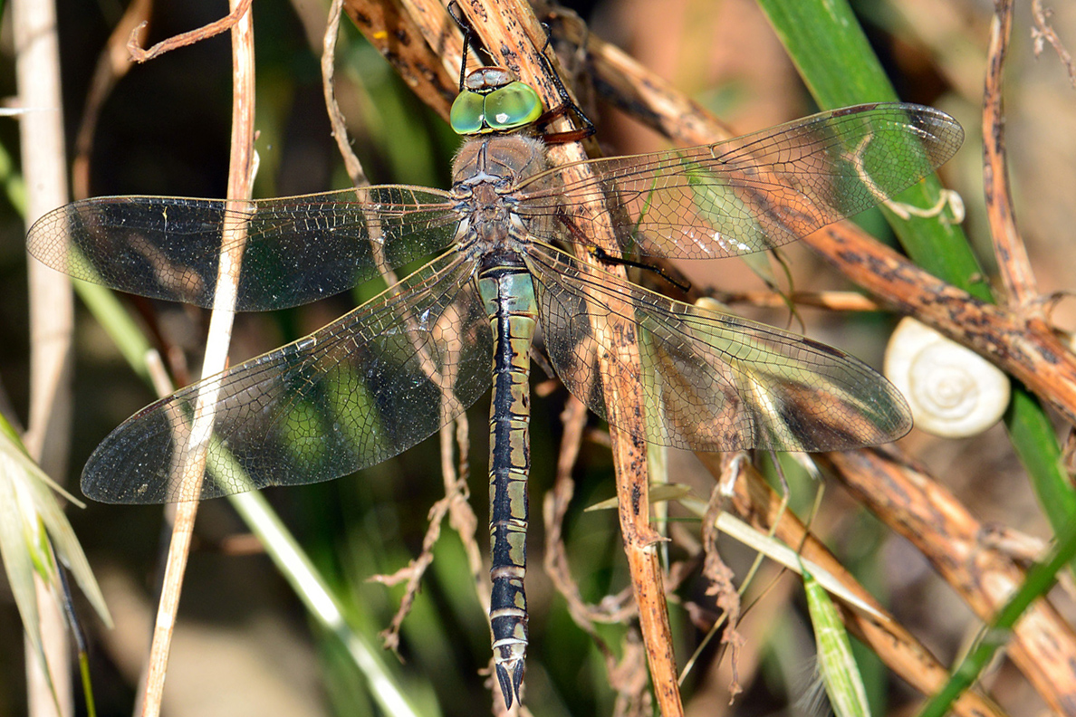 Anax parthenope f Greg Osbornsmall