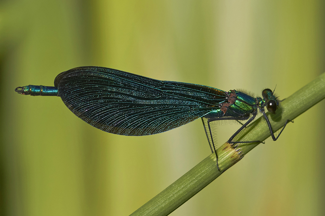 Calopteryx virgo