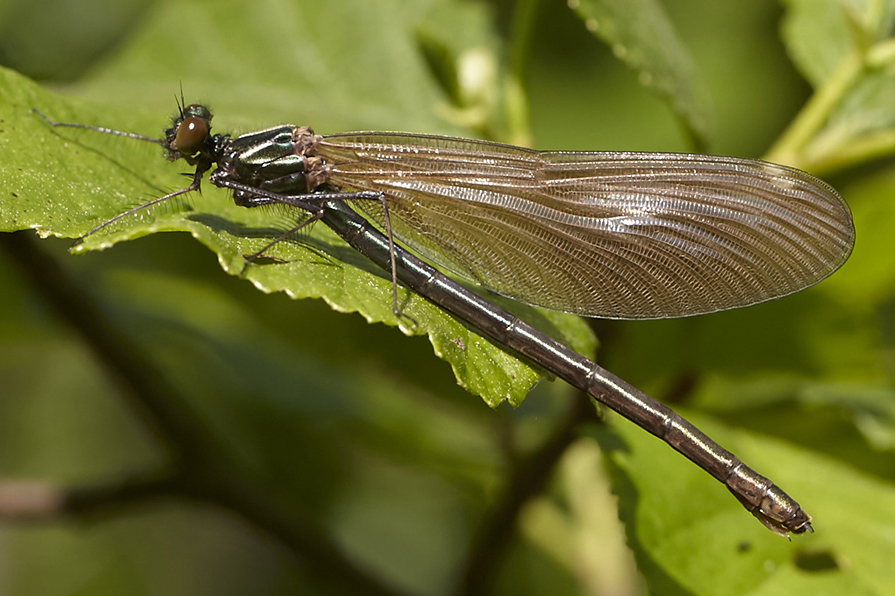 Calopteryx virgo6