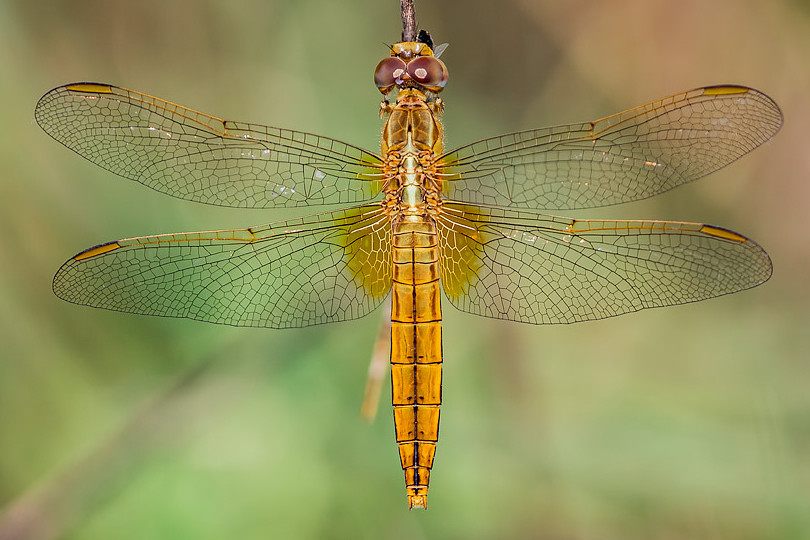 Crocothemis erythraea F B8703