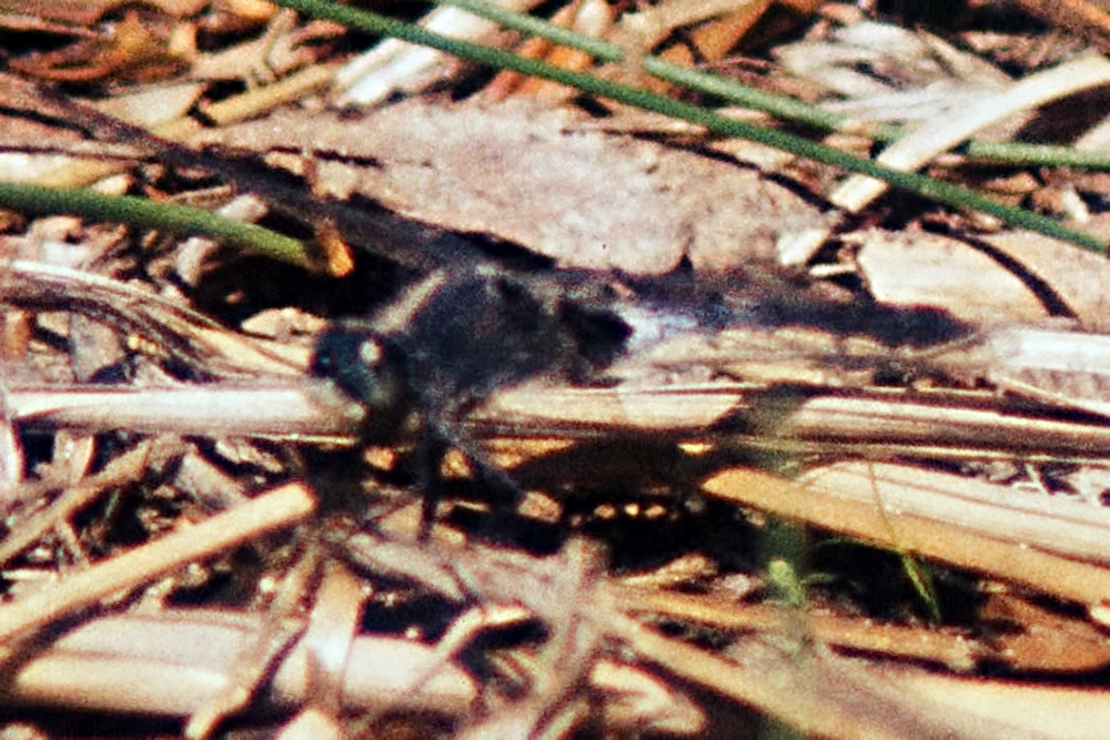 Leuchorrhinia albifrons M Gribsø 197506 7073931