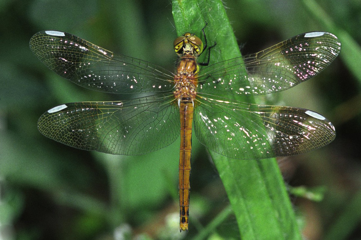 Sympetrum pedemontanum 17 Bandheidelibel Saxifraga Ab H Baas