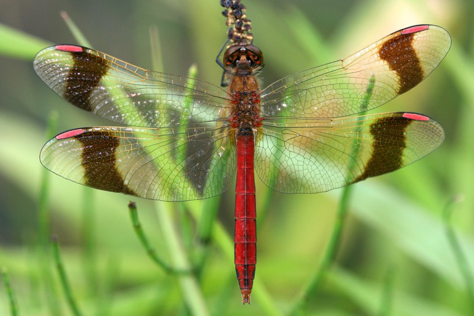 Sympetrum pedemontanum 7 Bandheidelibel Vlinderstichting Tim Termaat