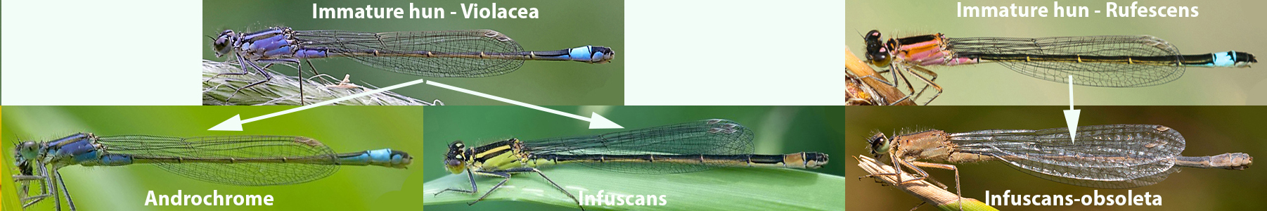 farvevarianterhun copy