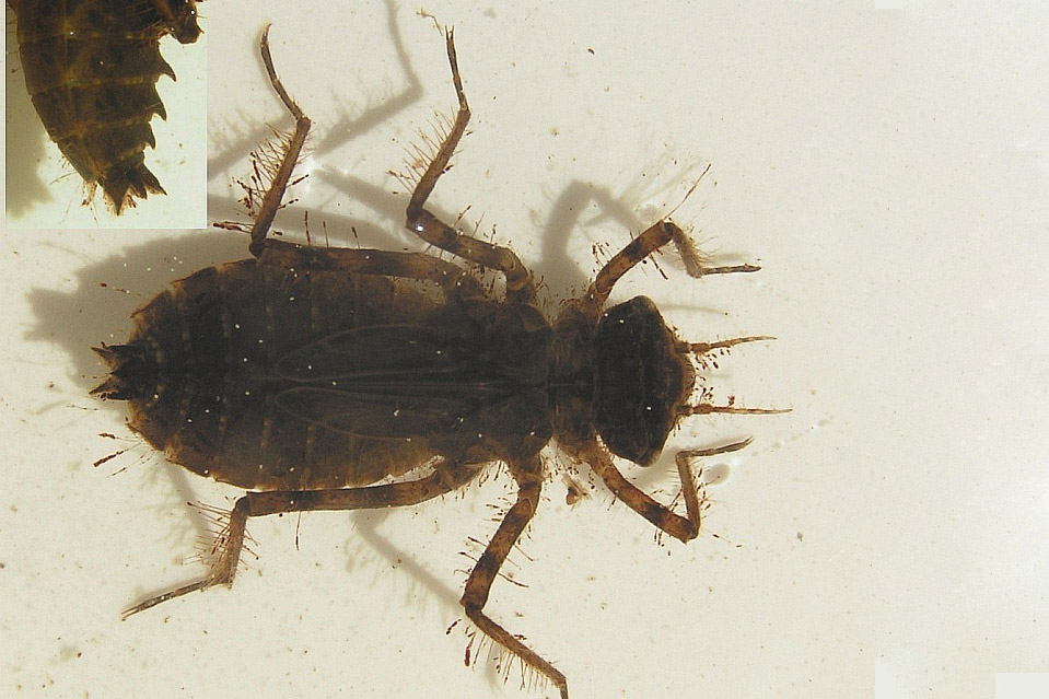 glinsendesmaragdnymfe1
