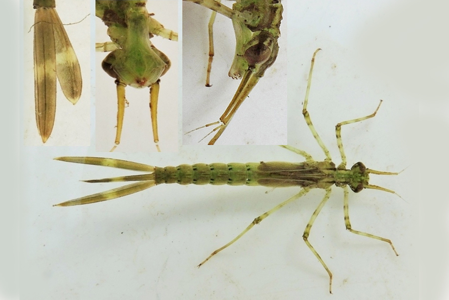 gu Calopteryx splendens larv PoeleaaSolbjergBro 20150717 mh 18.00.44 Kopi4