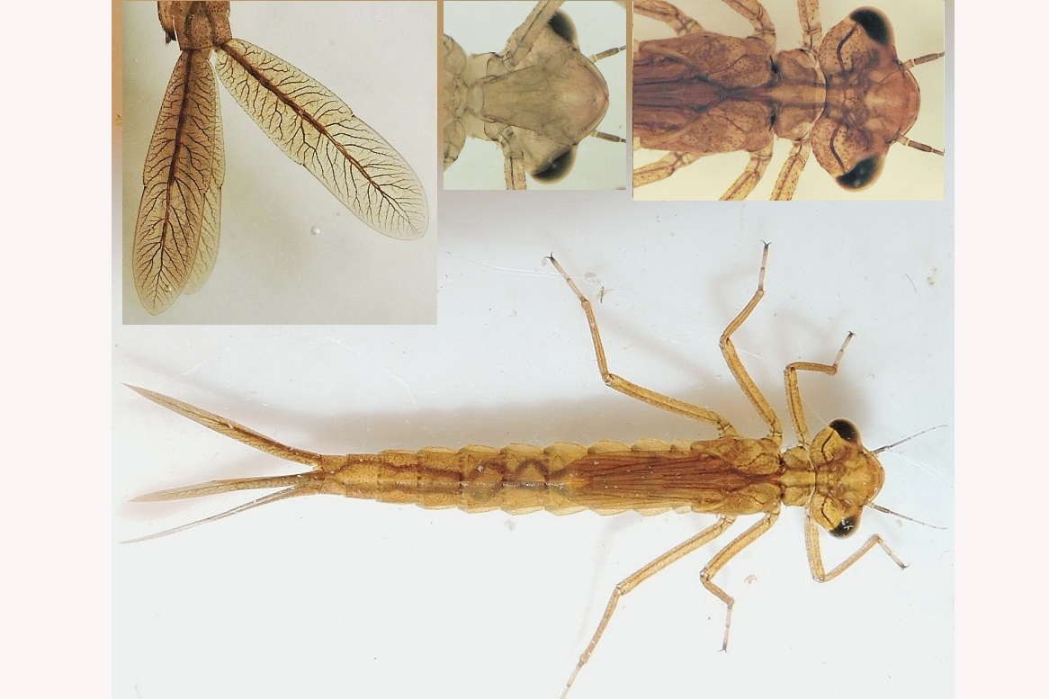 gu Coenagrion lunulatum larv Boelleljungen 20151113 mh DSCN2801 Kopia