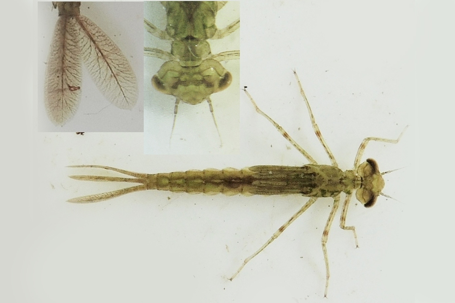 gu Enallagma cyathigerum larv FoenstrupDam 20150628 mh DSCN0815 Kopia