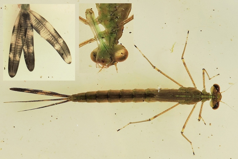 gu Lestes sponsa larv Hovmosen 20150713 mh 16.16.51 a