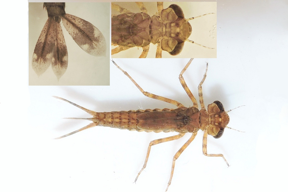 gu Pyrrhosoma nymphula larv ToggerupEnghave 20151126 mh DSCN2902 Kopi